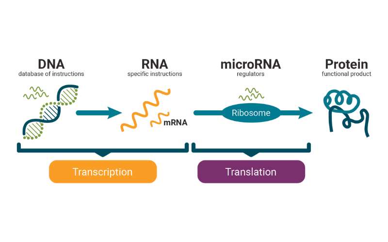 What Are microRNAs?